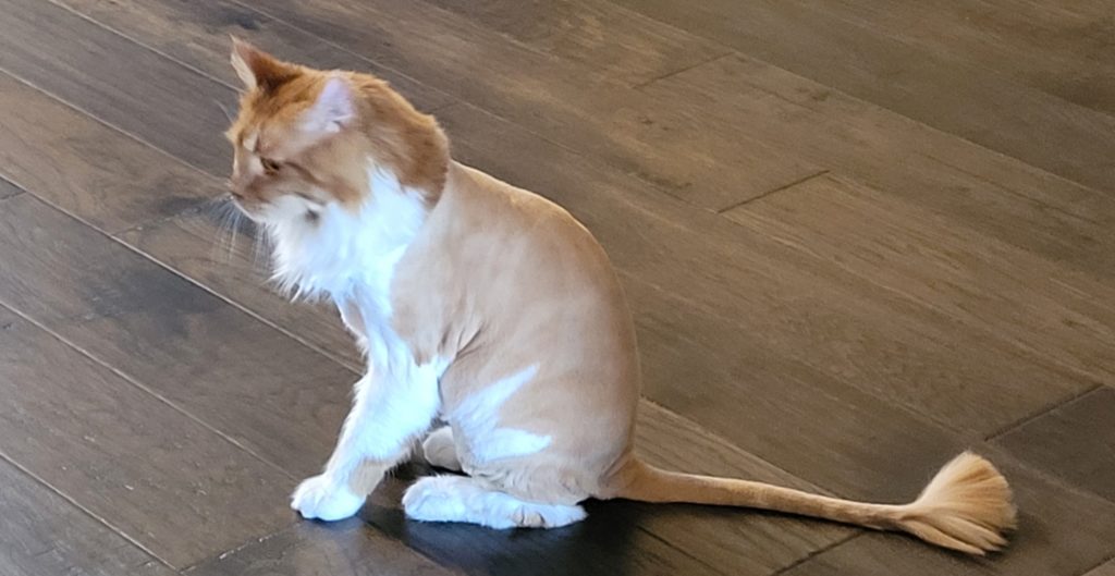 An example of the Lion cut. One of many styles we can do.