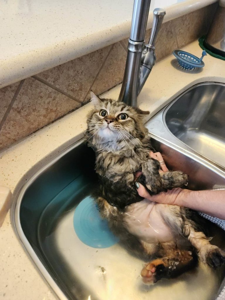 A Persian cat with a shaved belly in the bath.