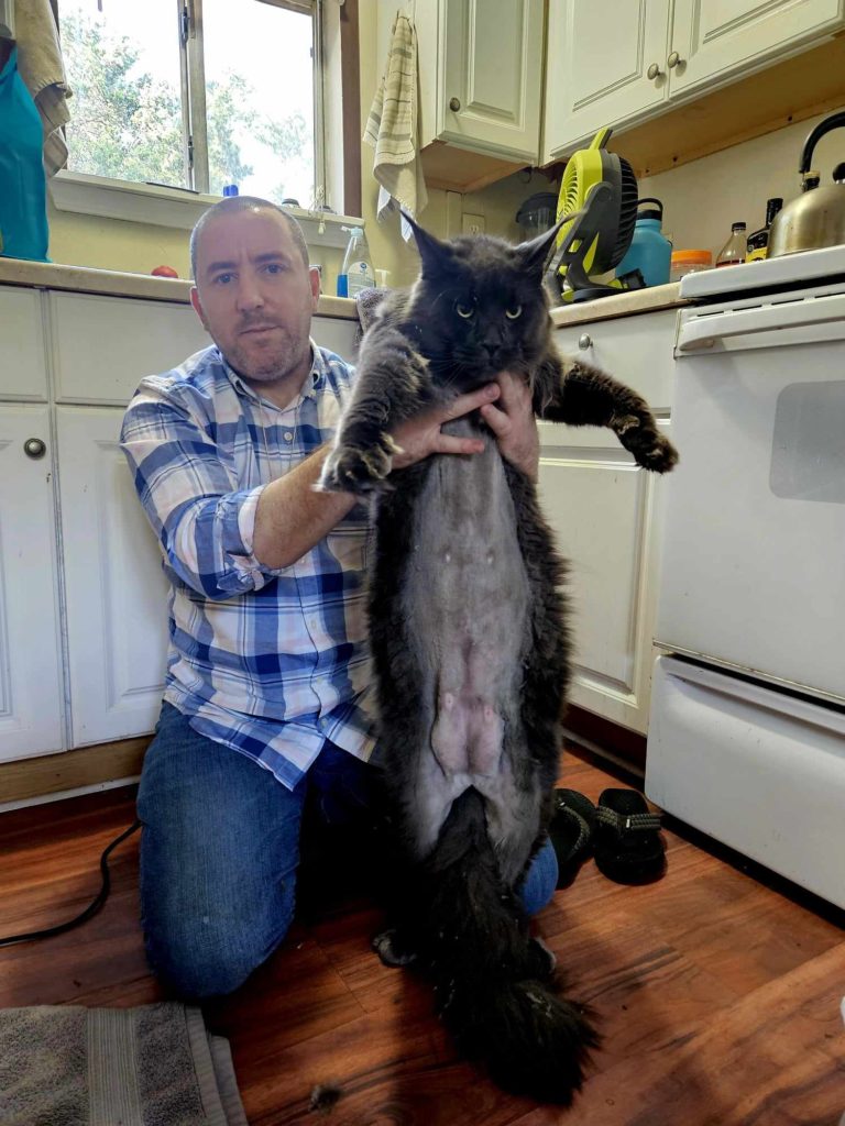A full belly shave on a large black Mainecoon.