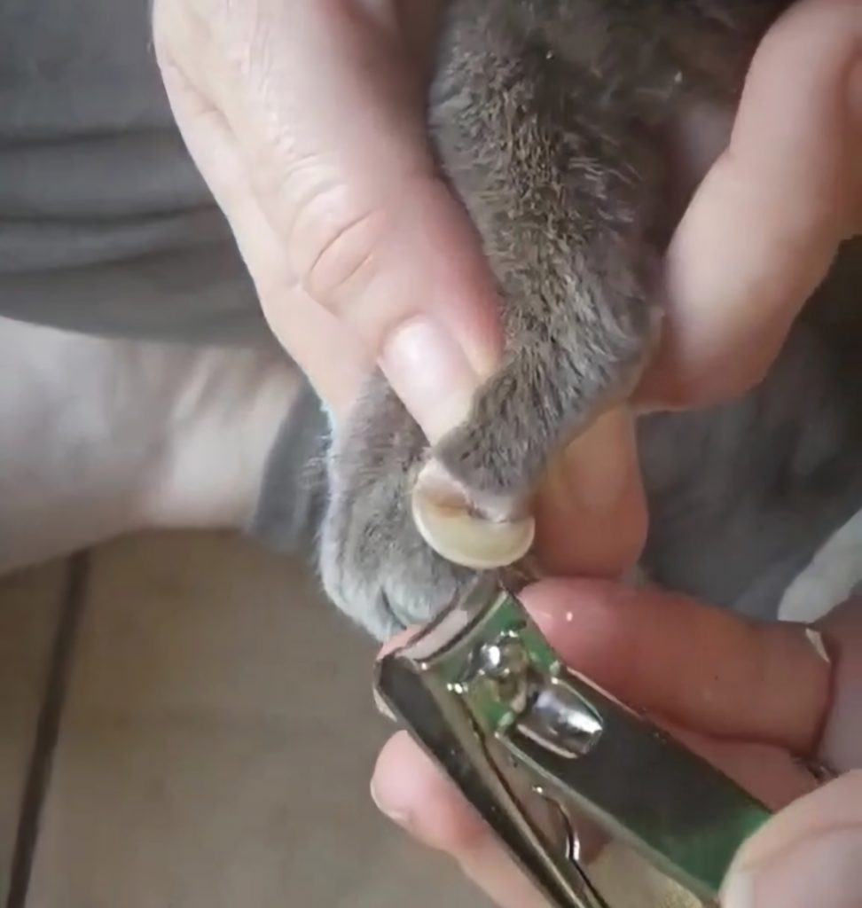 Very long cat nails being trimmed.