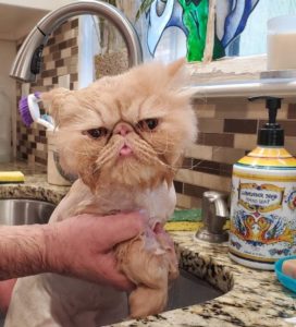 An apricot Persian in te bath with a Blep