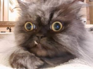 A Persian cat with a snaggle tooth and big eyes.