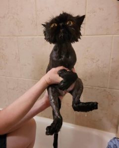 A dripping wet black cat, just out of the bath.