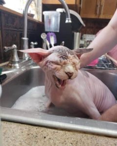 A Sphynx cat complains about getting a bath.