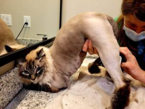 A cat getting the back of er leg saved.
