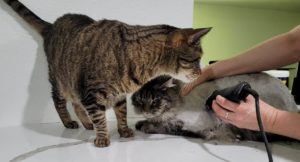 One cat watches another cat get groomed.