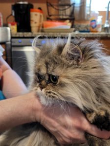 A Persian cat with extra long ear hair that looks like horns.