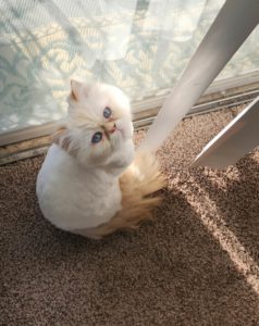 Jesse the flame point Himalayan Cat poses by the window.