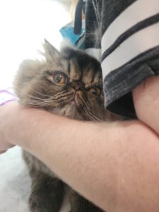 A persian cat peeks through Carolyn Black-Coffeys arms.