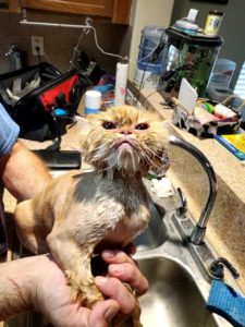 A Persian cat gets a bath after his haircut