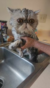 A wet Persian cat getting a bath