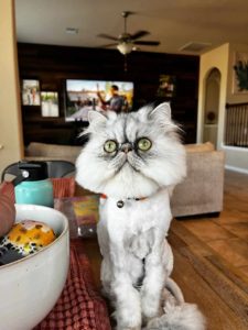 A grey Persian cat with a haircut