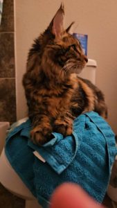 A Mainecoon kitten is being towel dried after his bath