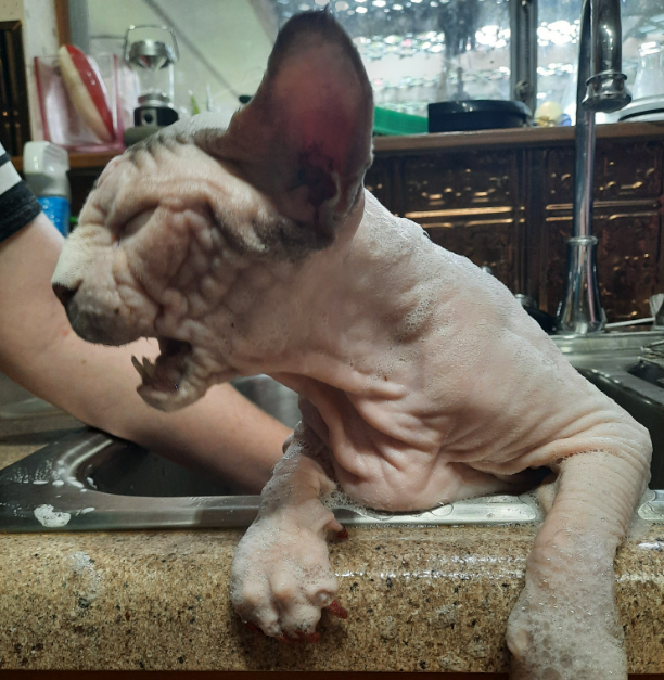 A sphynx cat getting a bath, he is complaining.